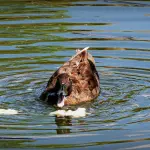 Oasi WWF in Italia: quante sono?